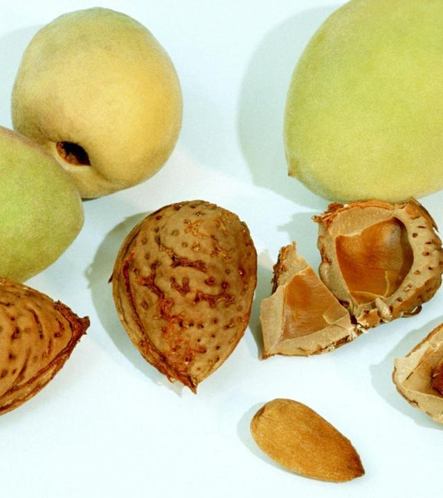 Echte Mandel, Gemüseheldinnen, Zimmerpflanzenpflege