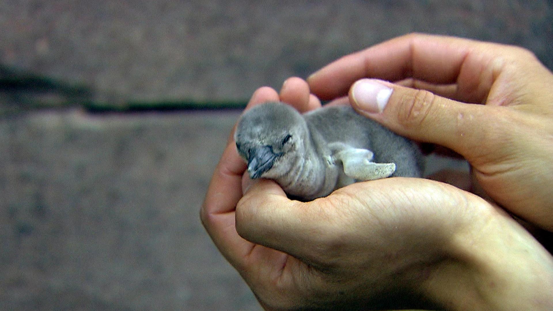 Eierzählung bei Familie Humboldt
