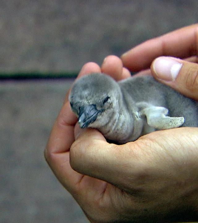 Eierzählung bei Familie Humboldt