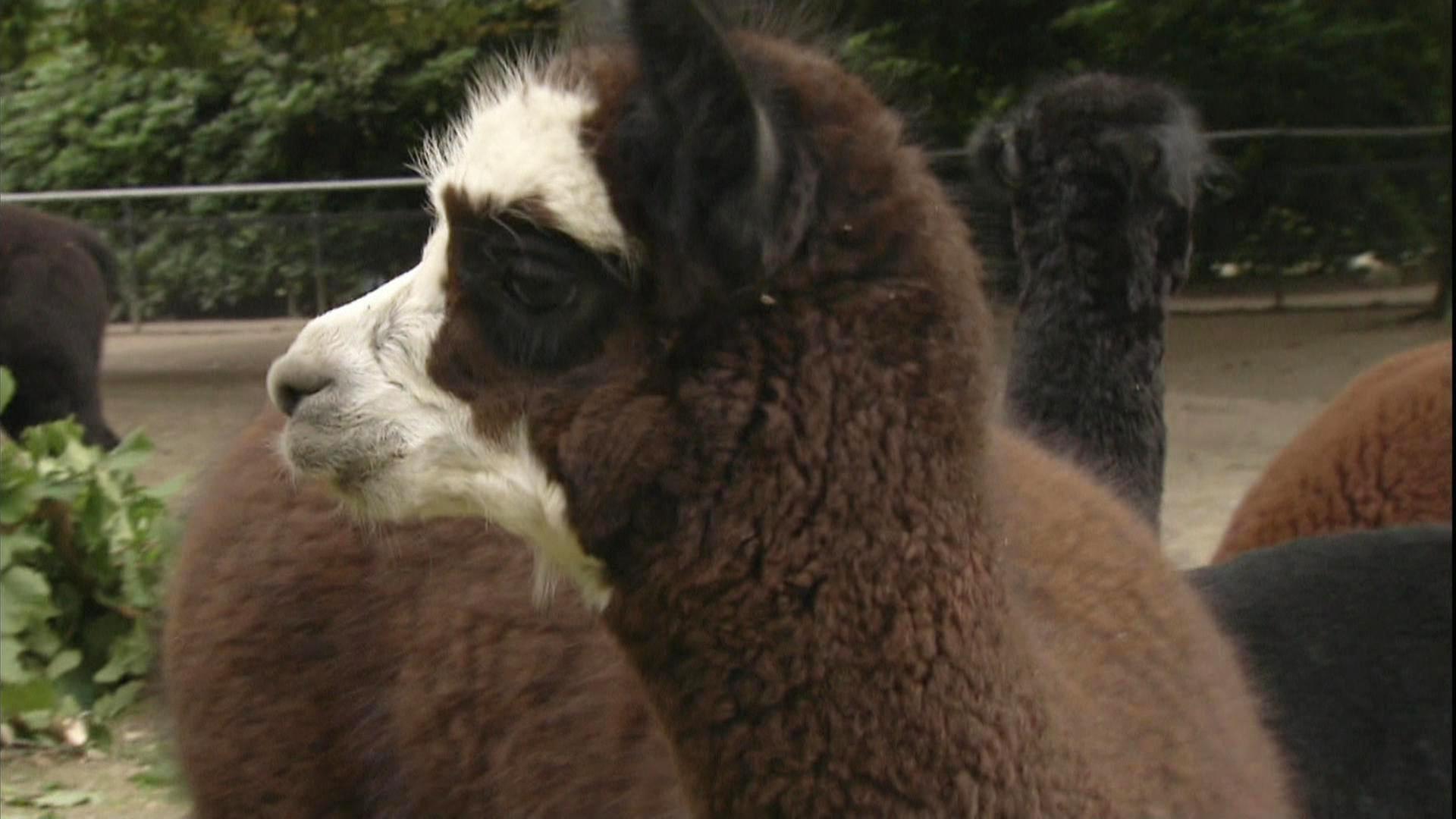 Ein Alpaka als Platzhirsch