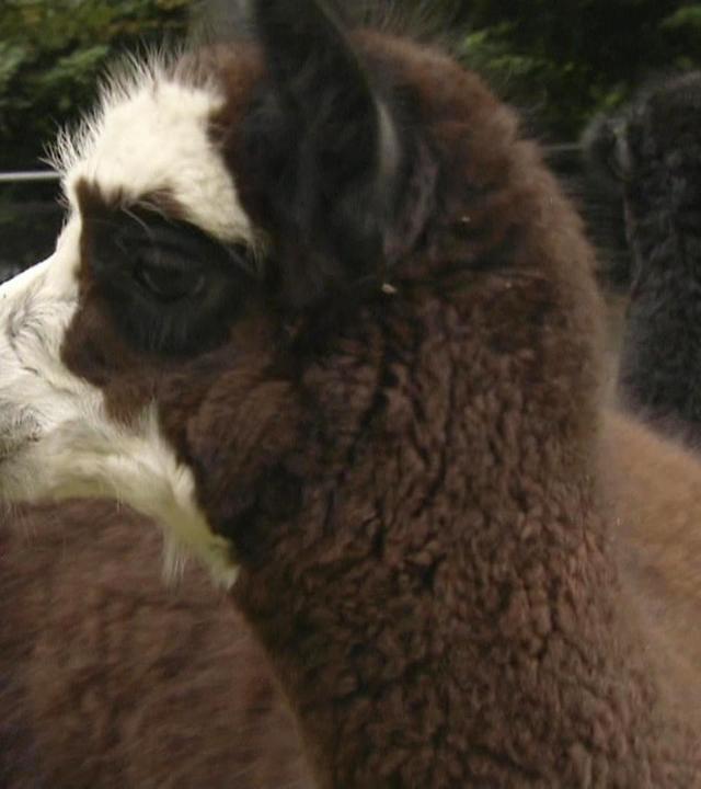 Ein Alpaka als Platzhirsch