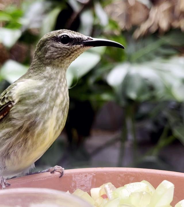 Ein beflügelnder Tag