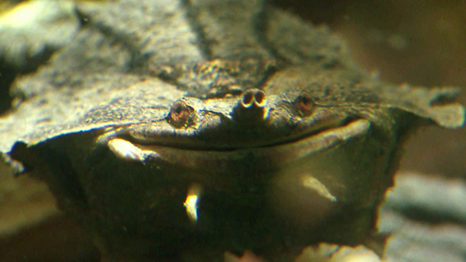 Ein Blick in die Artenvielfalt