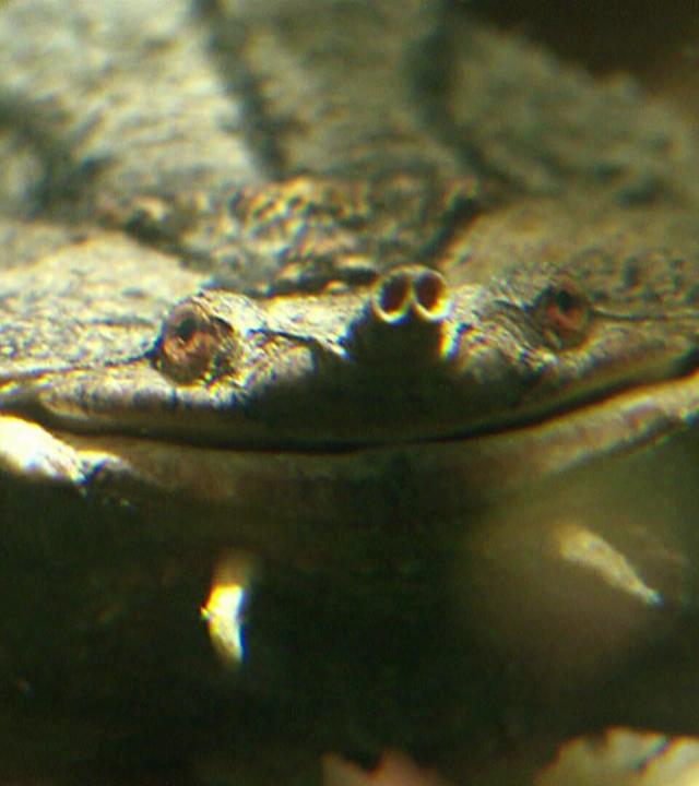 Ein Blick in die Artenvielfalt