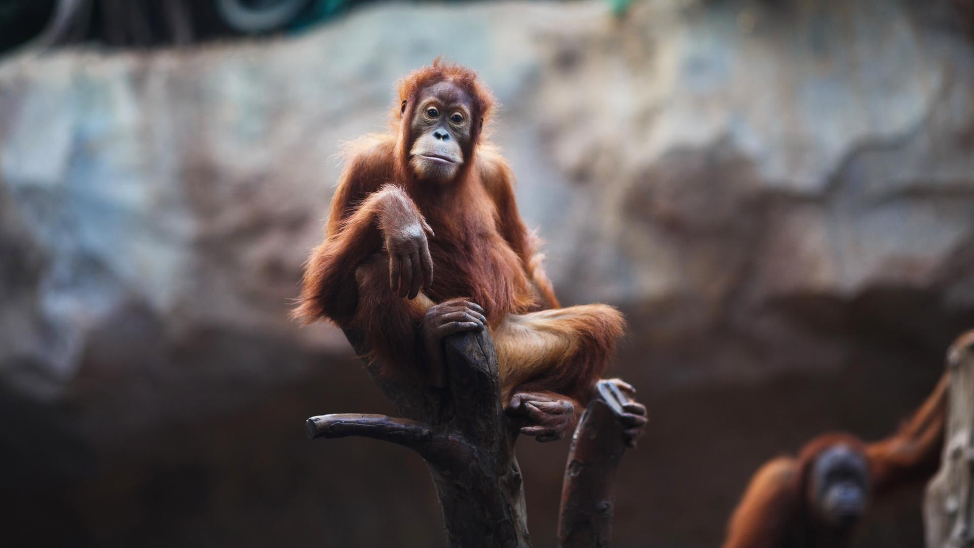 Ein Kletterparadies für die Orang-Utans