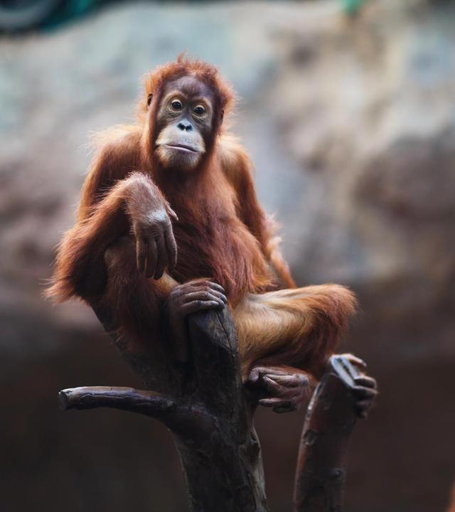 Ein Kletterparadies für die Orang-Utans