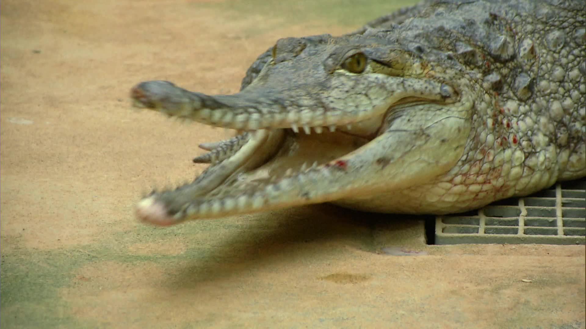 Ein langer Weg für drei Elefantendamen