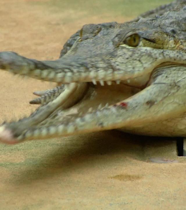 Ein langer Weg für drei Elefantendamen