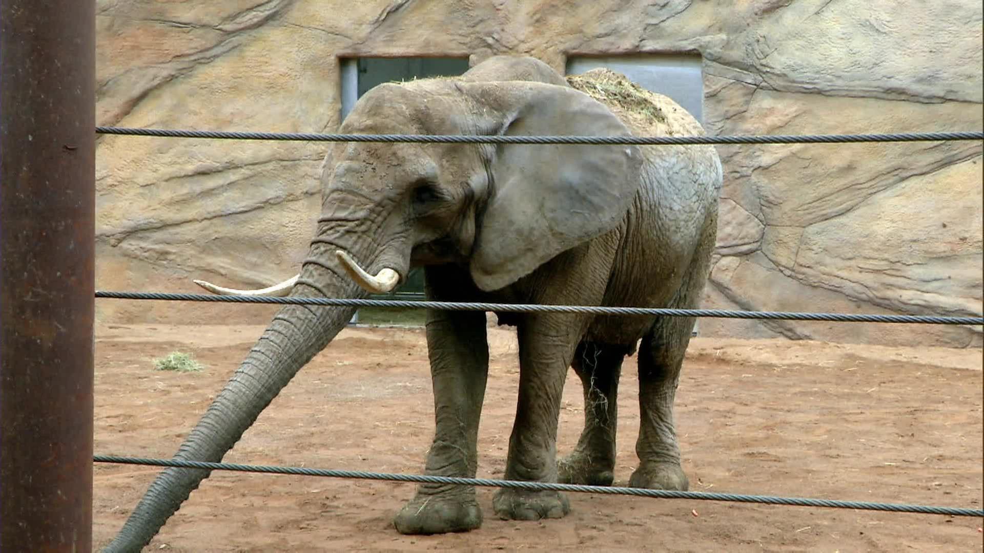 Ein neuer Bär für Frankfurt
