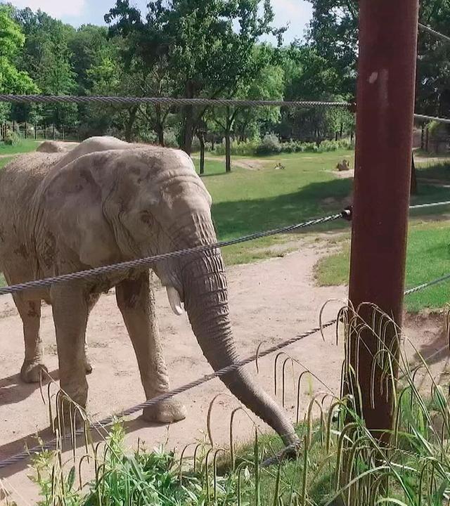Ein neuer Elefantenbulle für den Opel-Zoo