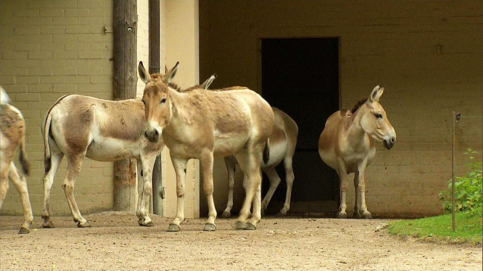 Ein Onager-Umzug mit Schwierigkeiten