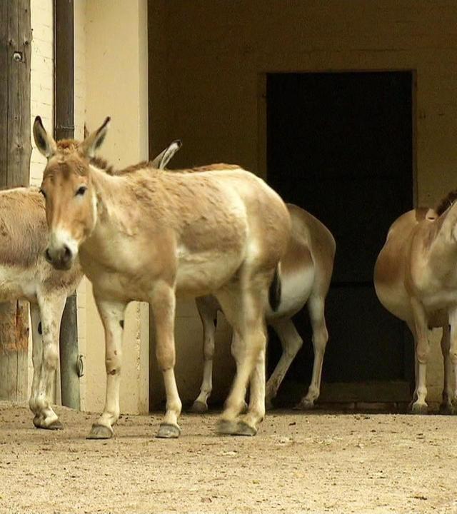 Ein Onager-Umzug mit Schwierigkeiten