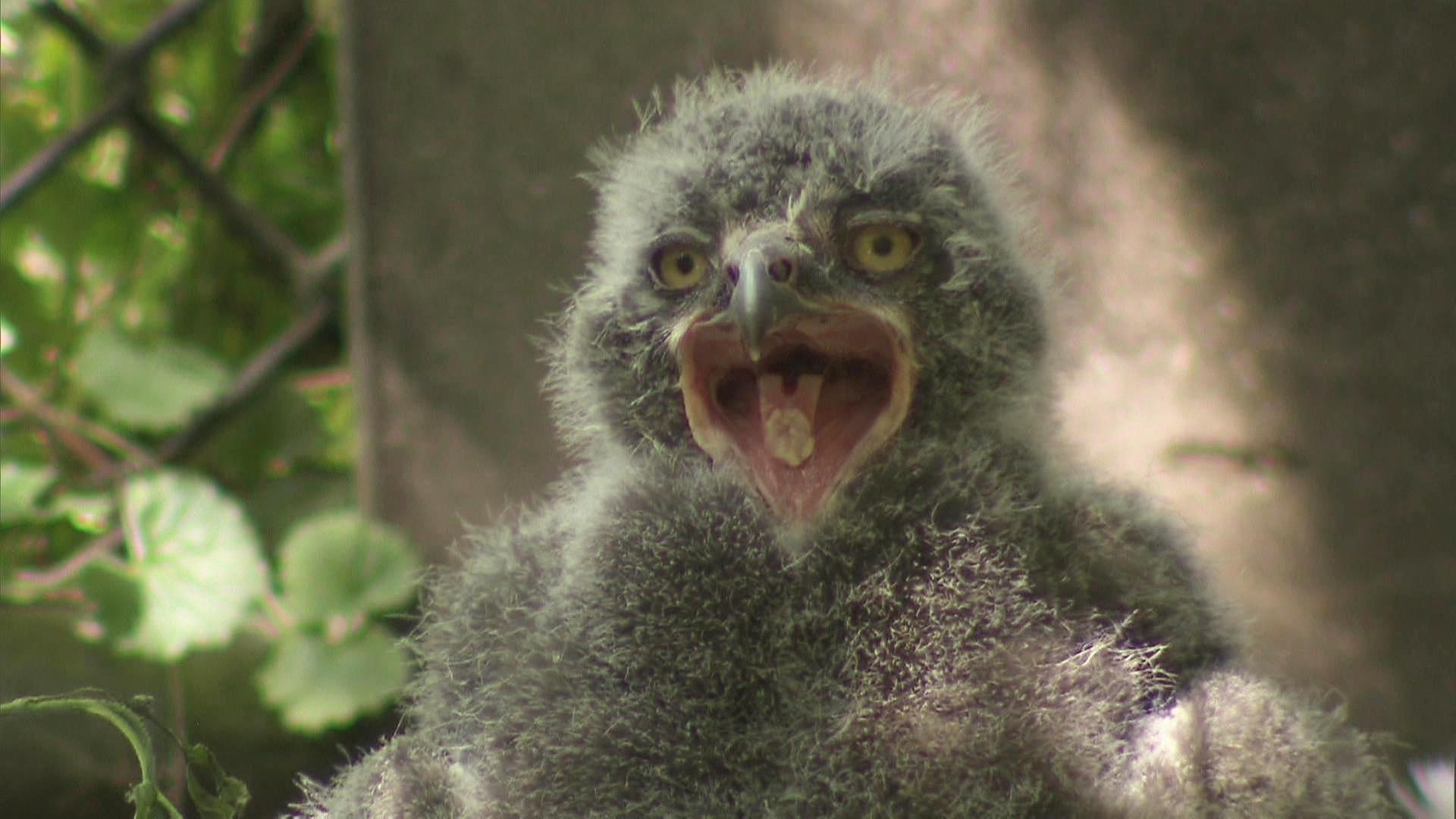 Ein Pflegekind für Volker Friedrich