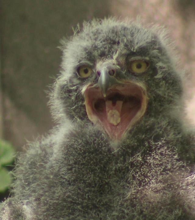 Ein Pflegekind für Volker Friedrich