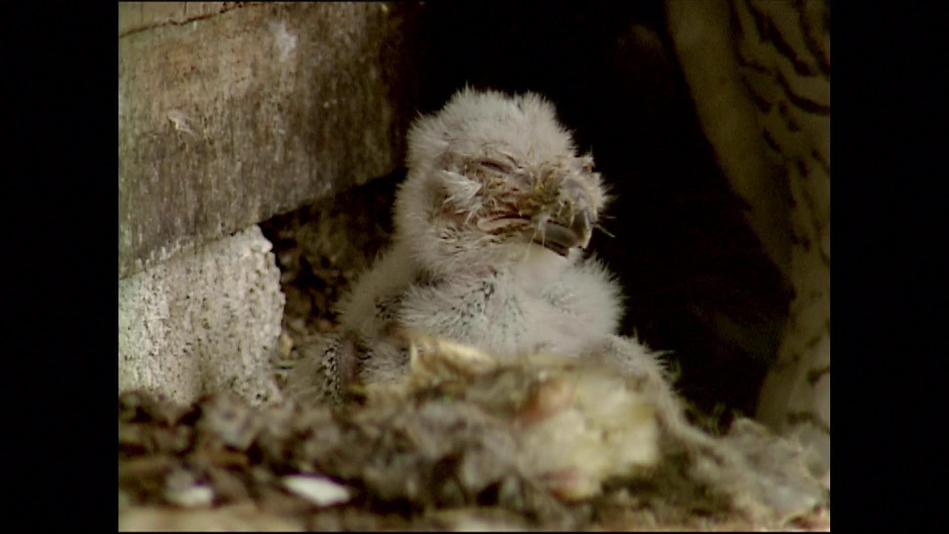 Ein schneeweißer Patient