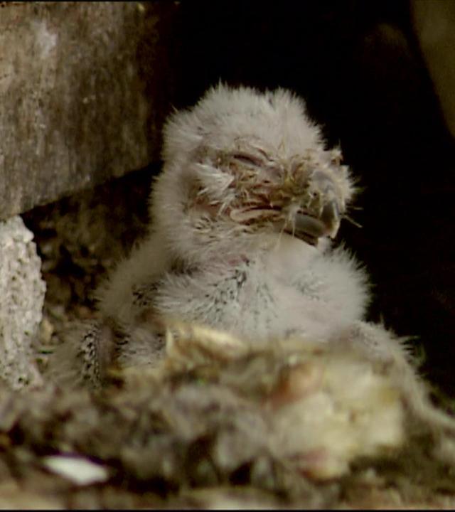 Ein schneeweißer Patient