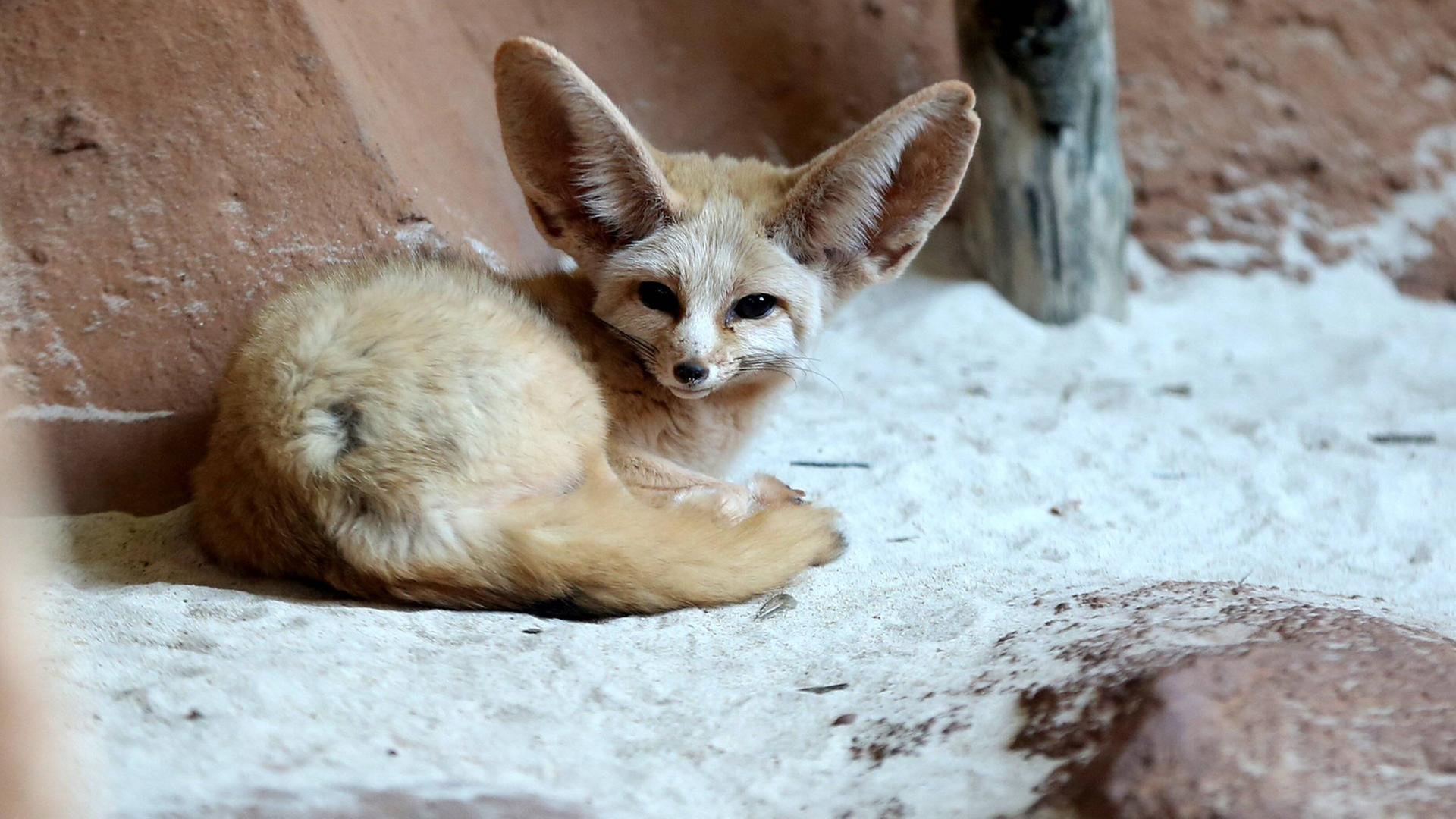 Ein Schwesterchen für Emma