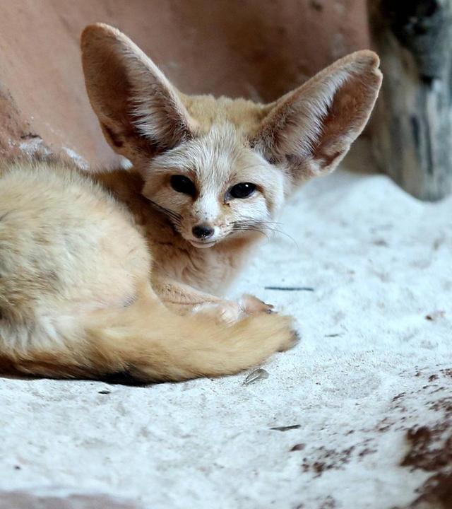 Ein Schwesterchen für Emma