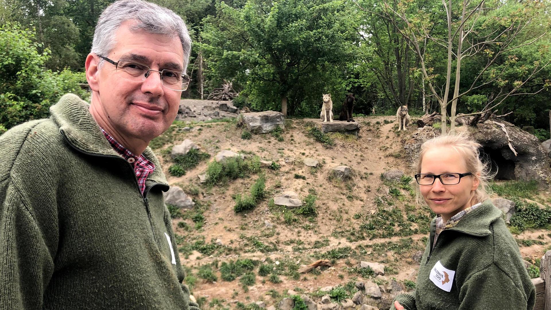 Ein Wolfs-Rudel erobert das Revier