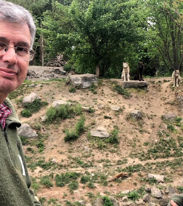 Ein Wolfs-Rudel erobert das Revier