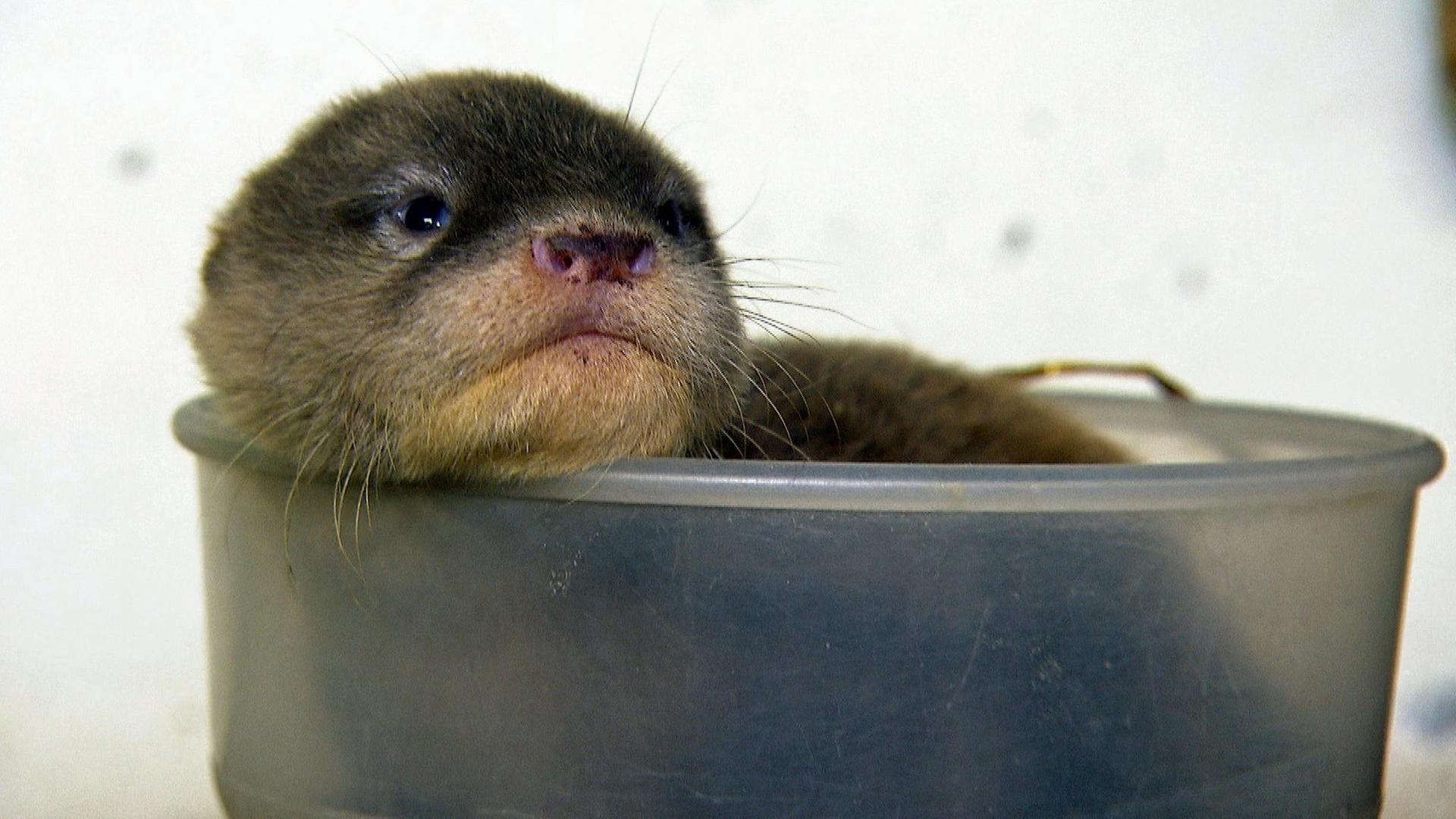 Ein Zwergotterbaby wird aufgepäppelt