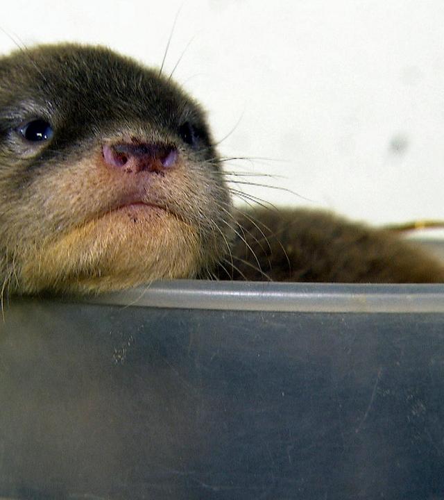 Ein Zwergotterbaby wird aufgepäppelt