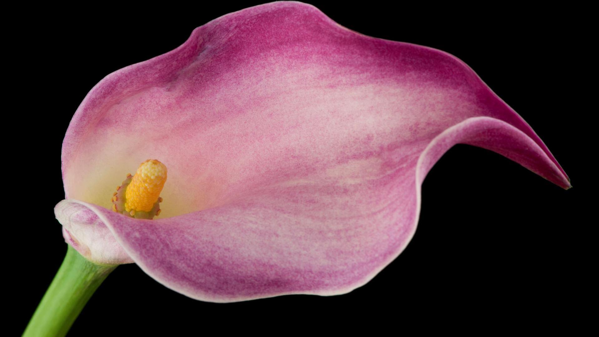 Einblatt, lernende Pflanzen, Gartengeräte-Doktor