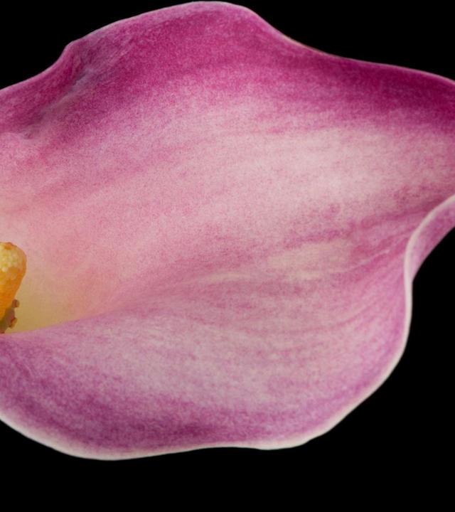 Einblatt, lernende Pflanzen, Gartengeräte-Doktor