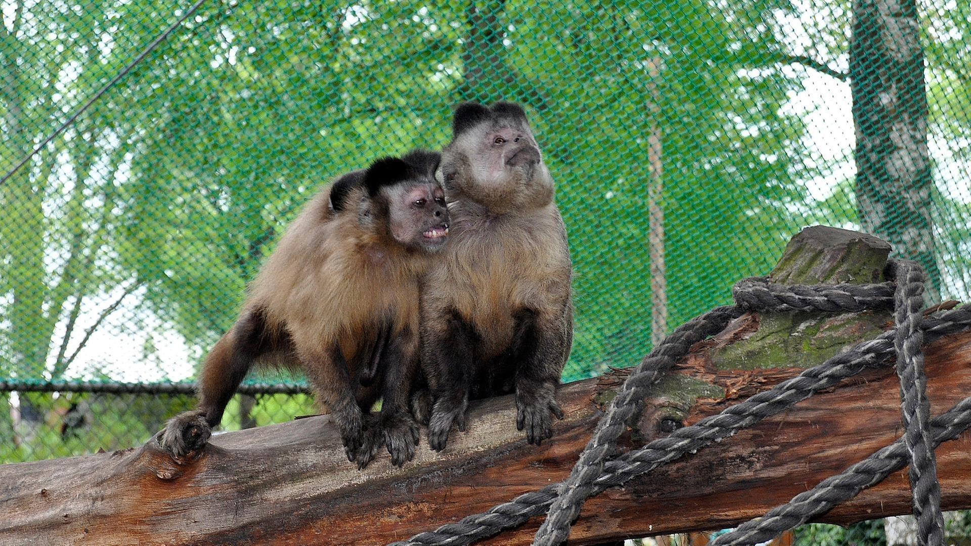 Eine eiskalte Melone für die Kapuzineraffen