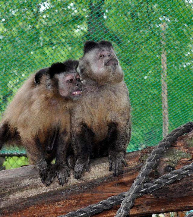 Eine eiskalte Melone für die Kapuzineraffen
