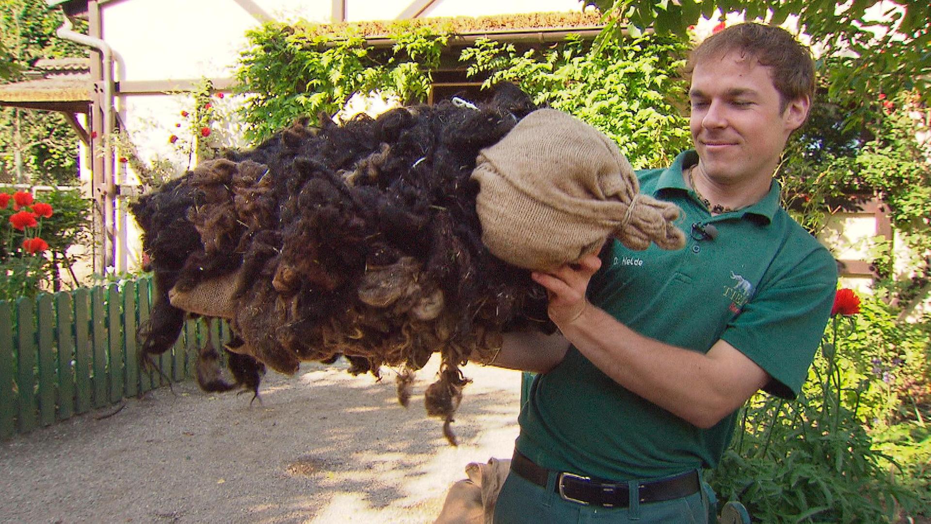 Eine Schafsattrappe namens Gertrud