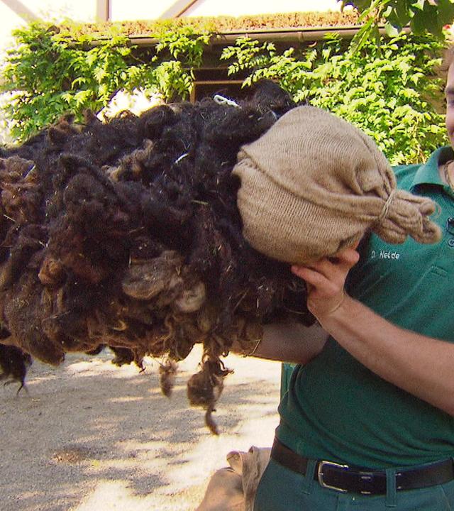 Eine Schafsattrappe namens Gertrud