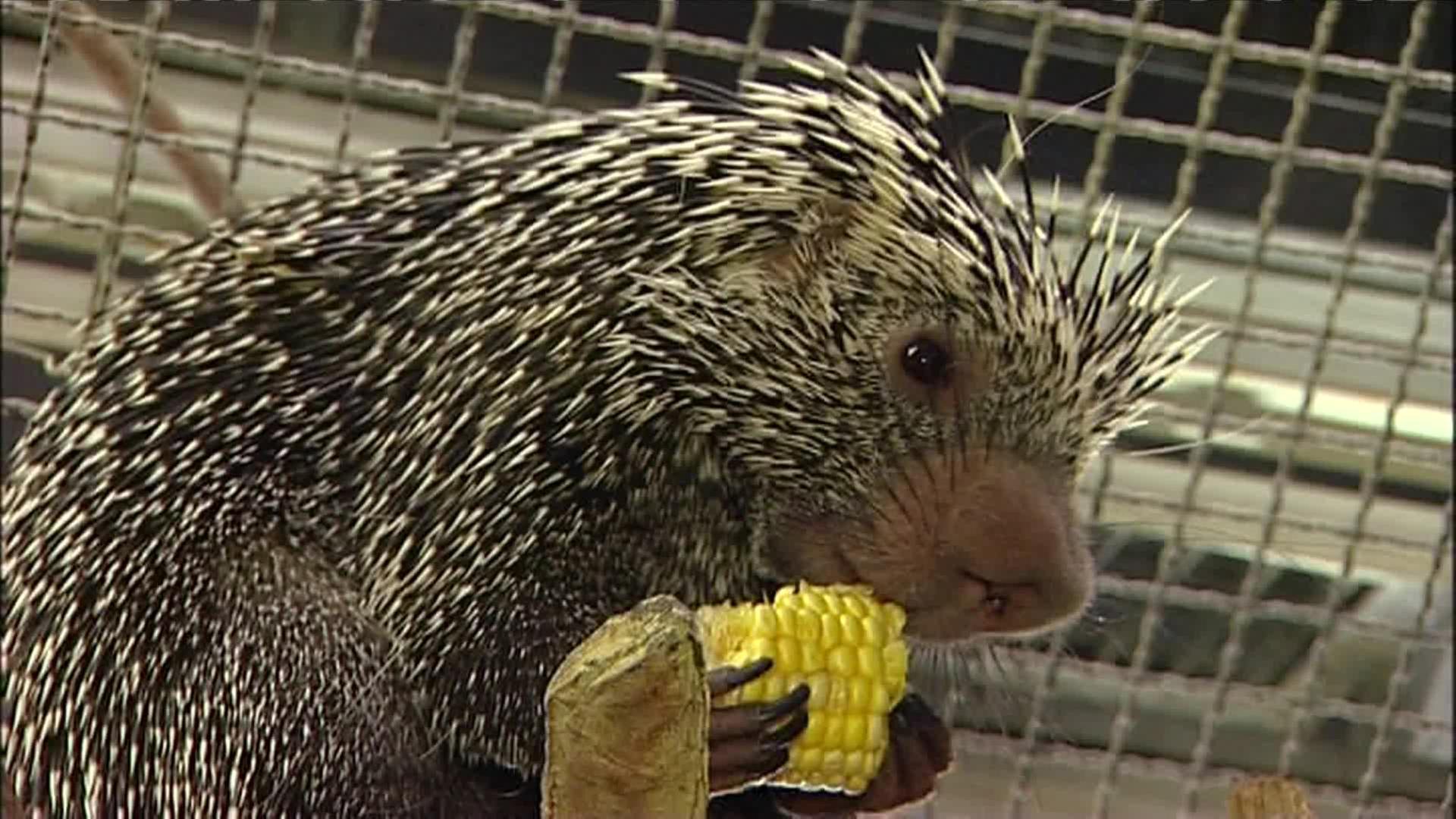 Eine stachelige Angelegenheit