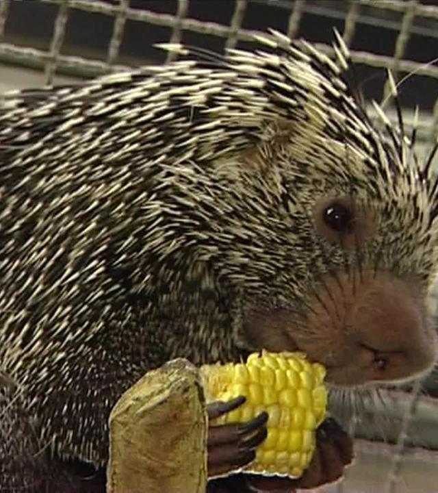 Eine stachelige Angelegenheit