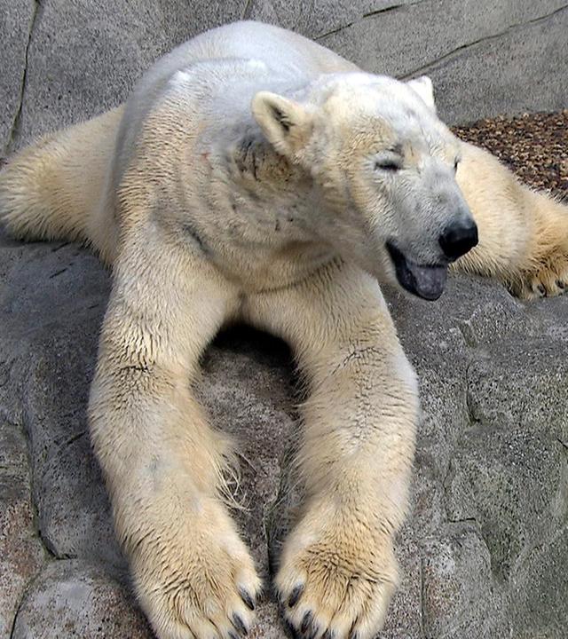 Eisbärin "Viktoria" soll hoch hinaus