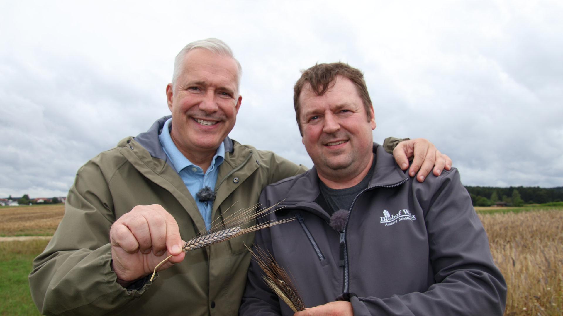 Emmer und Khorasan-Weizen