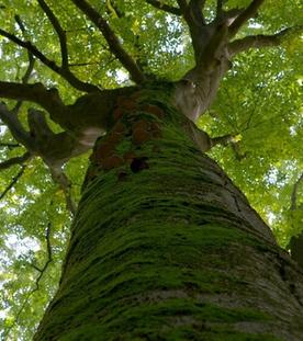Energie aus dem Wald - Die Grenzen der Nachhaltigkeit