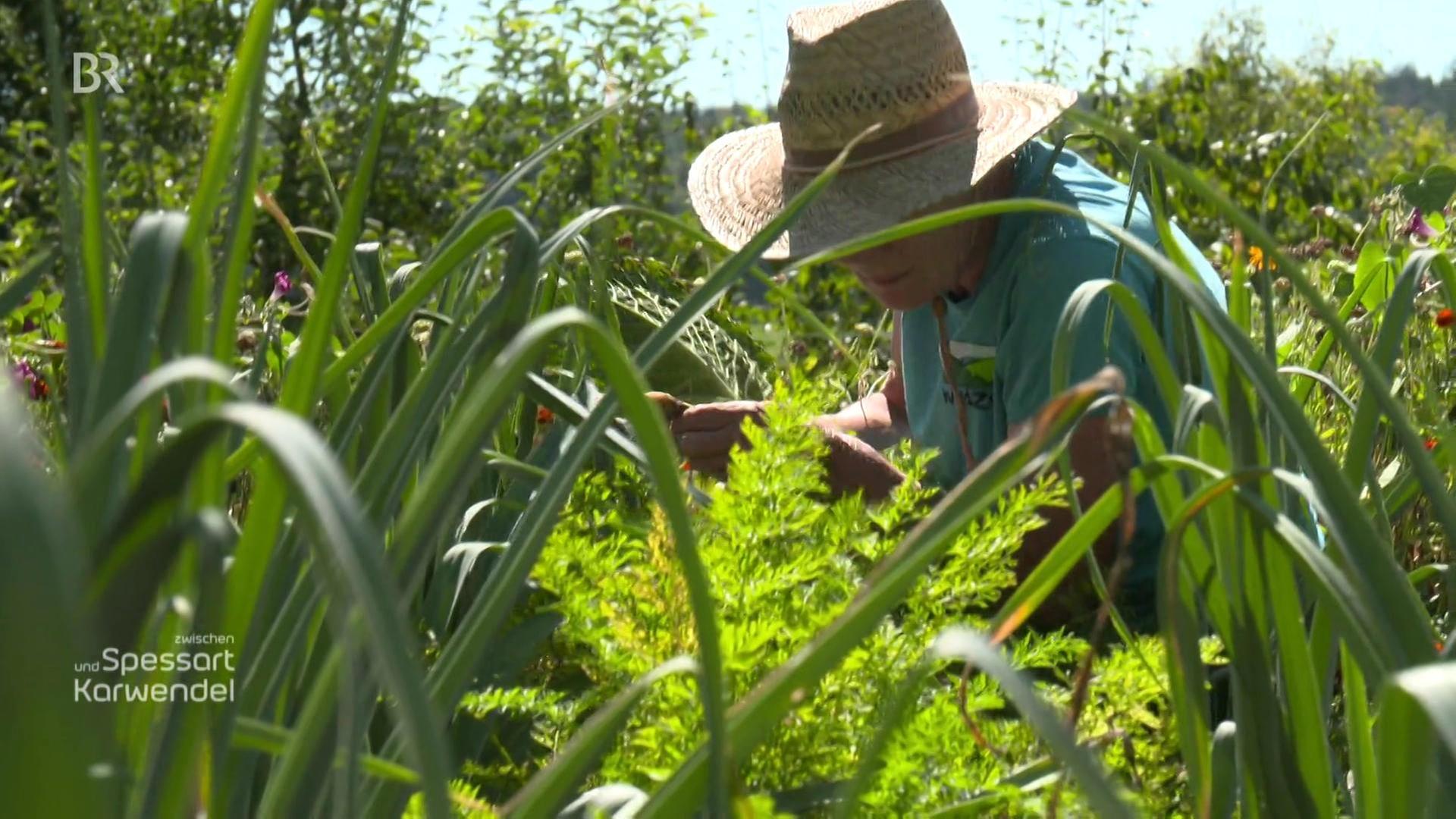 Erntefrisches aus dem eignen Garten