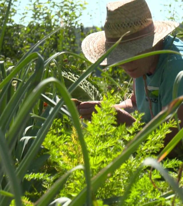 Erntefrisches aus dem eignen Garten
