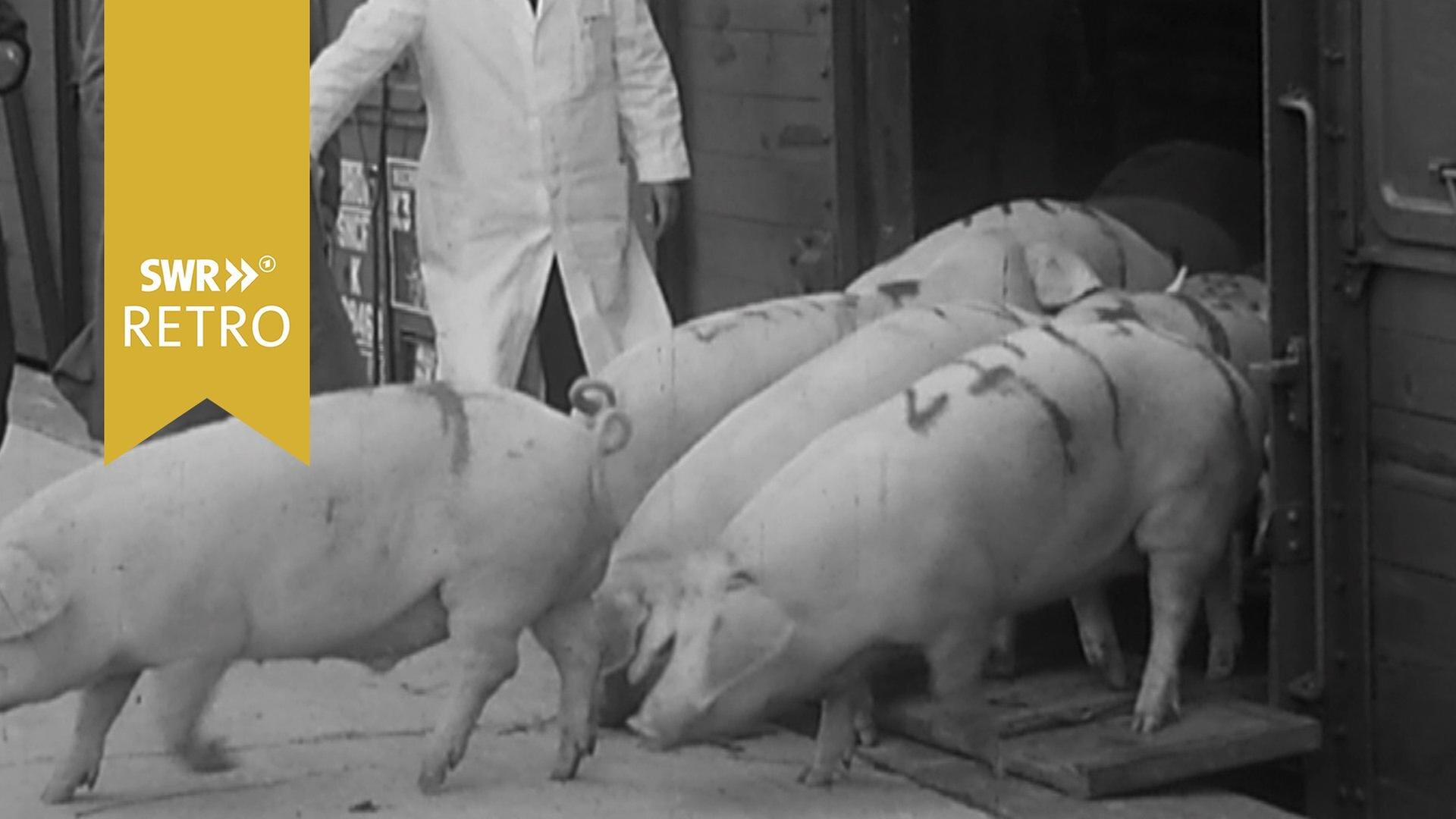 EWG-Start bremst billige Lebensmittelimporte