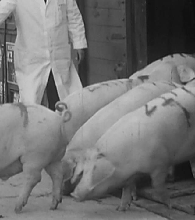 EWG-Start bremst billige Lebensmittelimporte