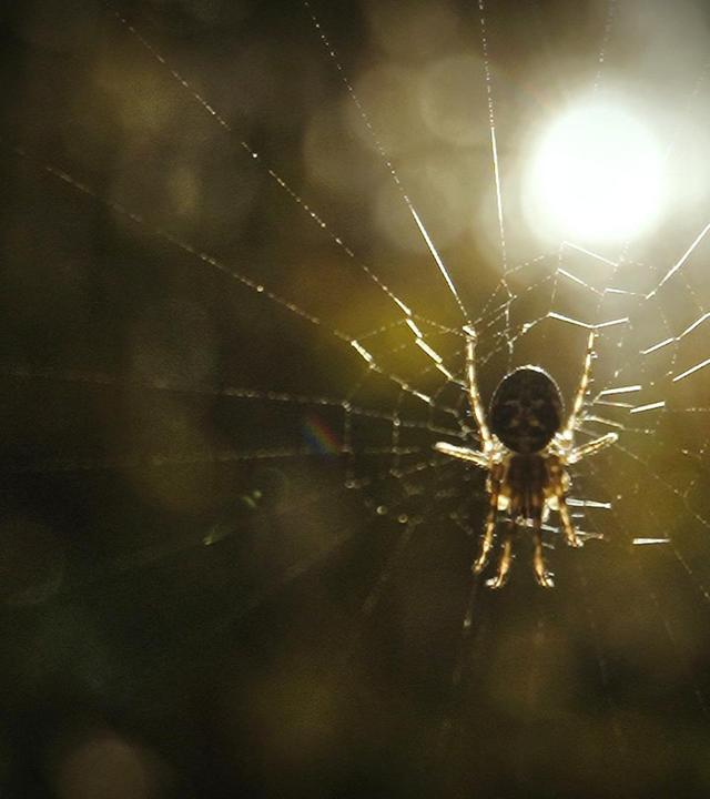 Exzentrische Wesen · Von Spinnen, Menschen und lebendigen Kunstwerken