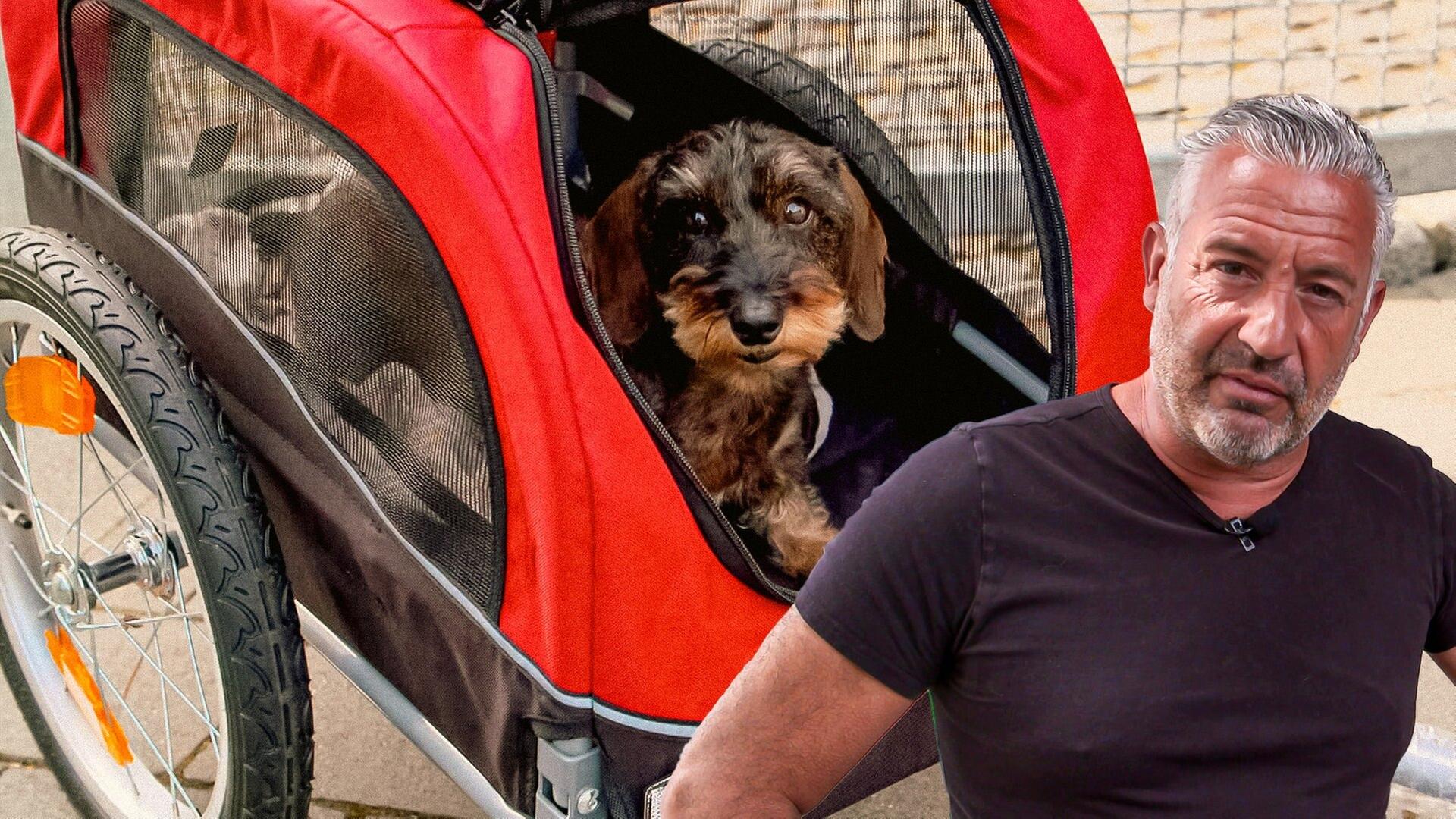 Fahrradanhänger für Hunde: So fahren selbst sture Hunde mit