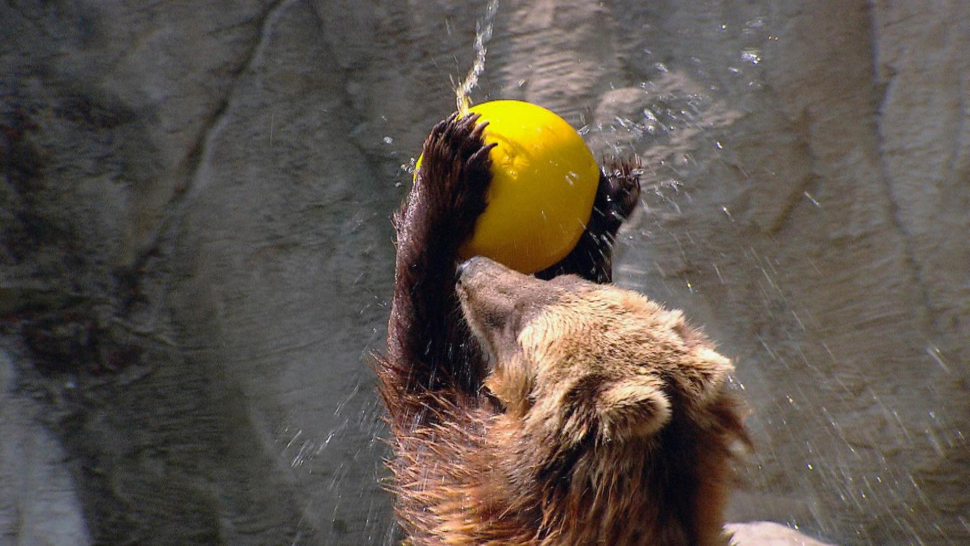 Fanpost für die Kamtschatkabären