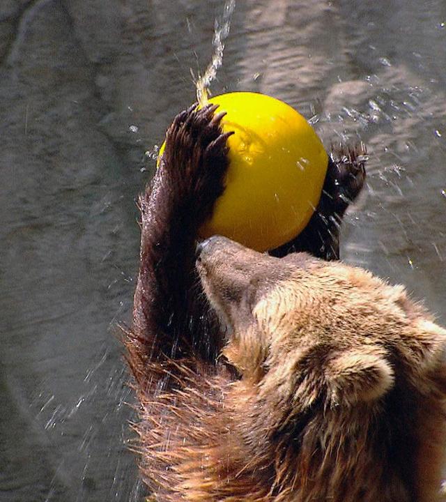 Fanpost für die Kamtschatkabären