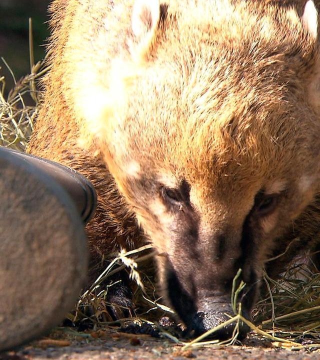 Fehlgeschlagener Diätversuch