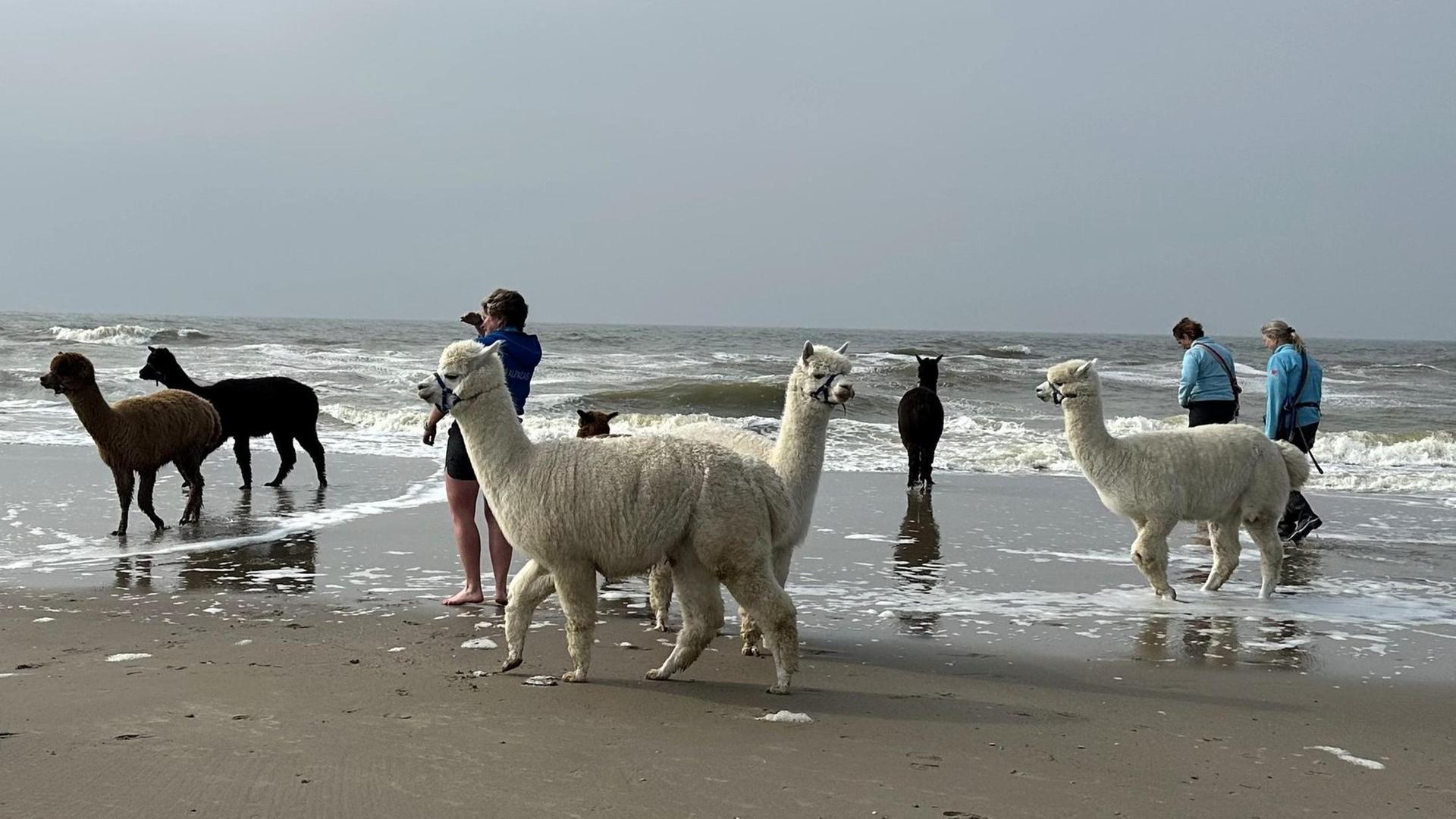 Ferien in Zeeland – Sonne, Sand und ganz viel Meer