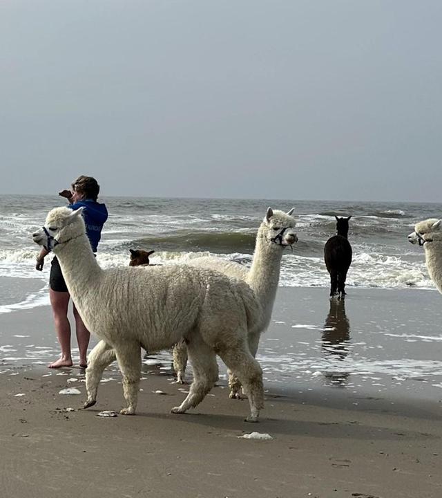 Ferien in Zeeland – Sonne, Sand und ganz viel Meer