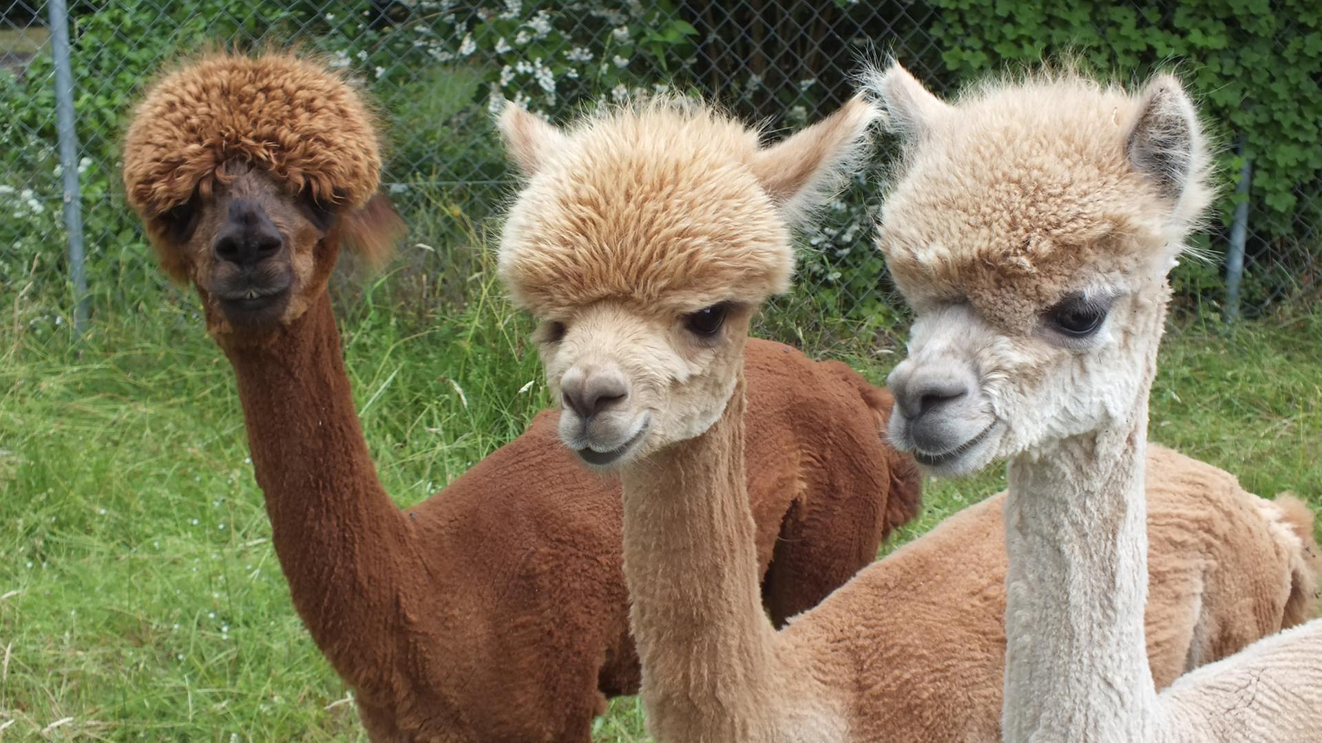 Fesche Frisuren für die Alpakas