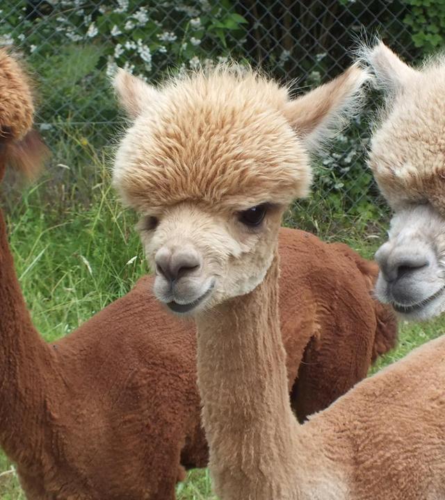 Fesche Frisuren für die Alpakas